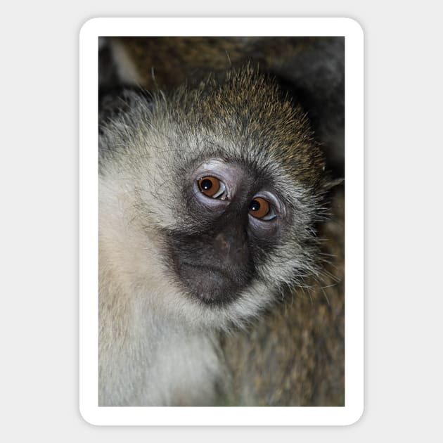 Black-faced Vervet Monkey, Kenya. Sticker by Carole-Anne